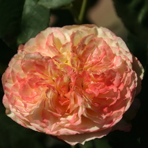 Ses fleurs pleines nous rappellent les rosiers anciens tout en étant moderne par ses couleurs particulières.